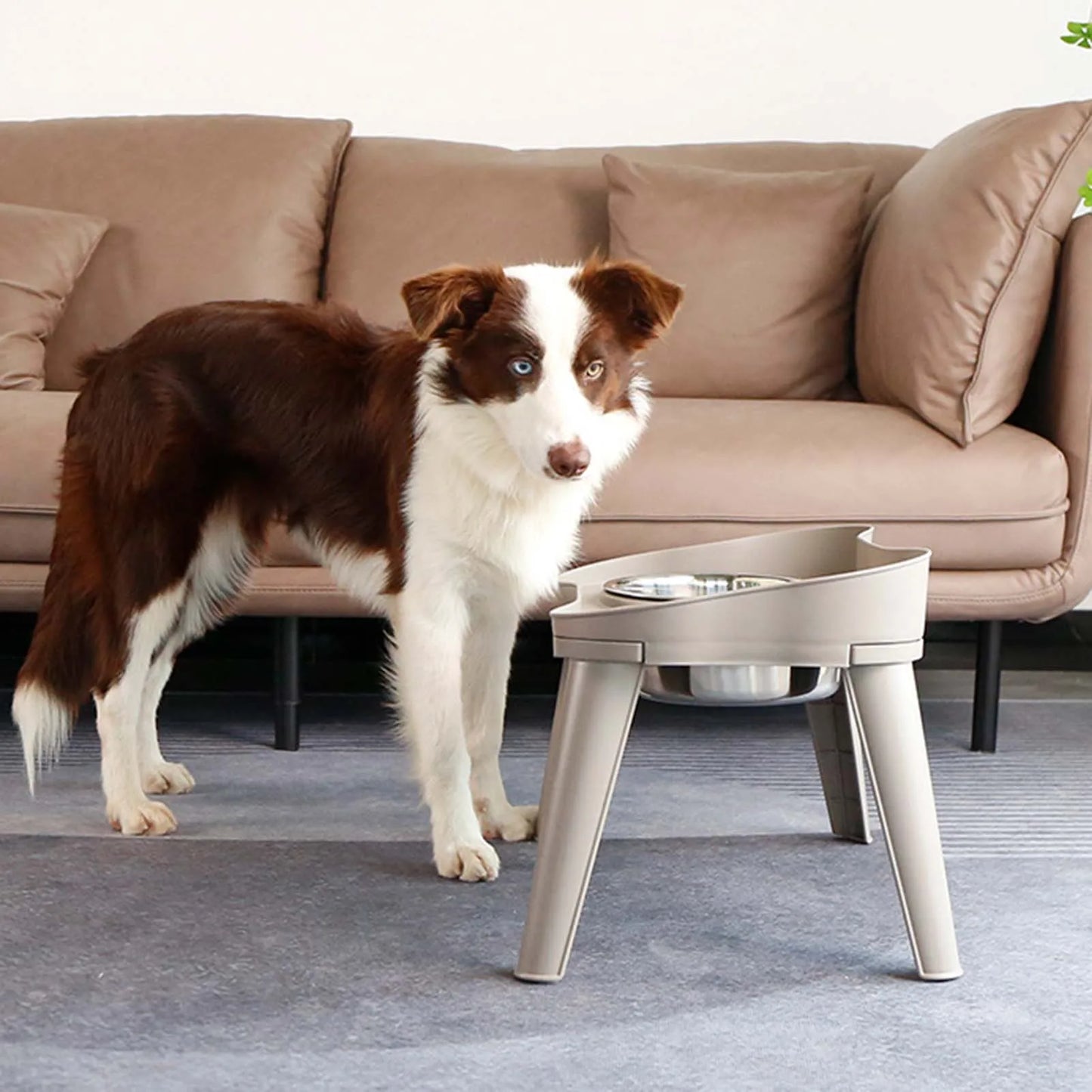 Raised Stand Elevated Dog Feeder Non-Slip and No Spill Design, Suitable for Improve Posture and Comfort