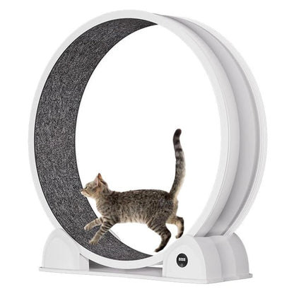 Cat Exercise Wheel for Indoor Cats, ABS, Quiet with Pedometer